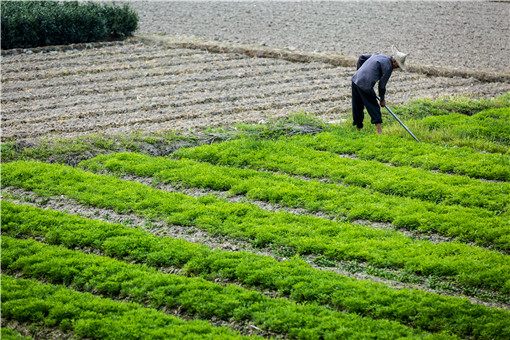 湖南省耕地保护和粮食安全责任制工作要点-摄图网