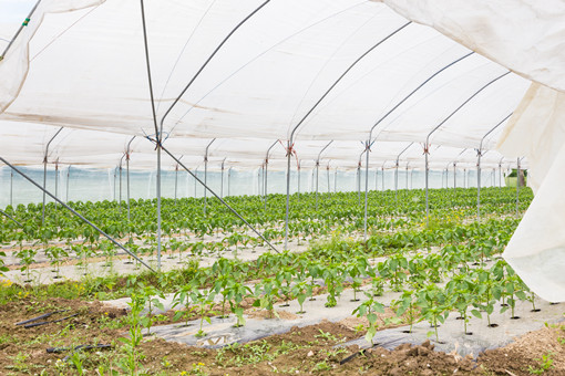 2024年泗县种植养殖奖补政策-摄图网