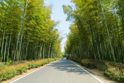 2024年连山县麻竹笋种植补助政策-摄图网