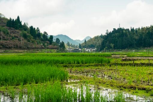 福建漳州市芗城区2024年高标准农田建设补助-摄图网