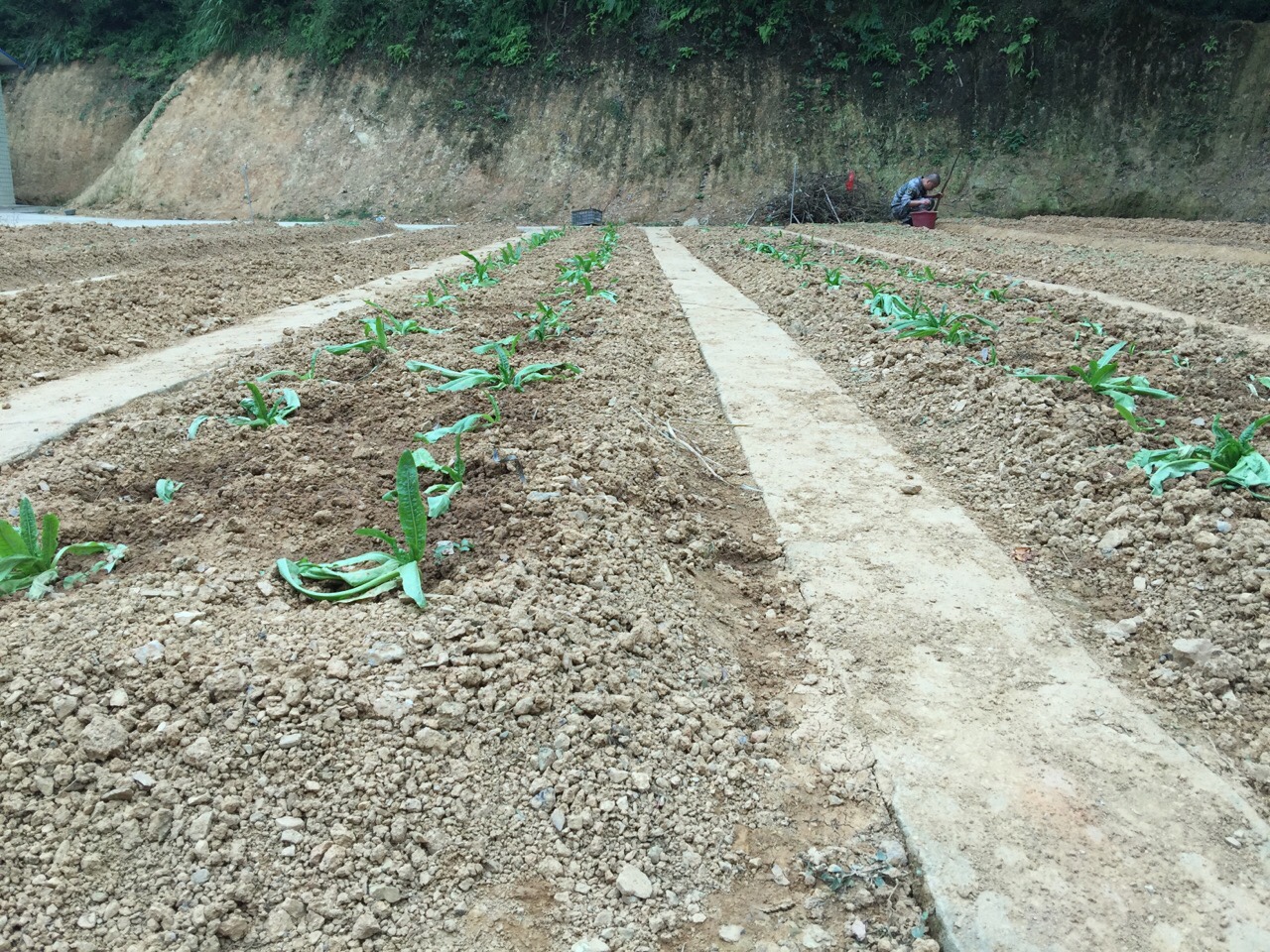 种的莴笋菜苗，4天已经出新叶，什么时候可以施肥？