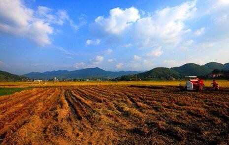 河南土地适合种植什么？