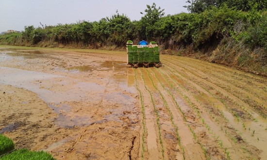 黄泥土地适合种植什么？