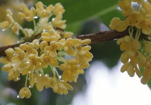 桂花什么时候移栽好?