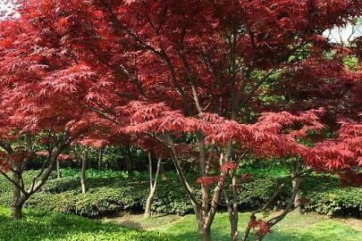 红枫什么季节种植?