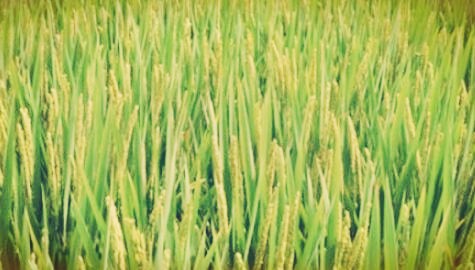 小麦种子国麦301特征特性_栽培要点_产量怎么