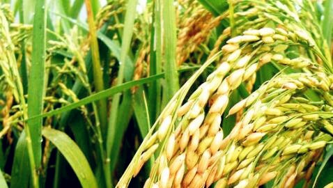 中早35水稻品种图片