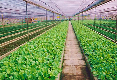 农业种植技术网站 农业种植技术网站西瓜