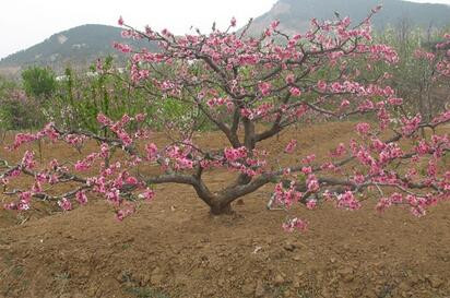 5公分桃树==精品主杆型占地5公分桃树价格