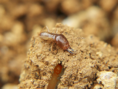 白蚁能吃钢筋水泥吗