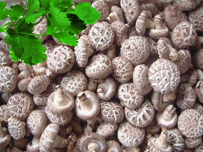 怎么种香菇家中 57391469be381.jpg