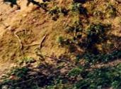 陕西省：农村承包土地的经营权和农民住房财产权抵押贷款试点的意见