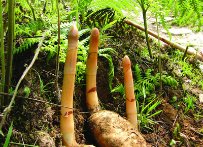 如何种植天麻视频 577dfa0c9dd8d.jpg