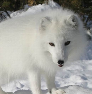 而针毛弹性好,适于制造画笔,胡刷