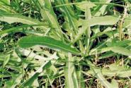 种野菜一年也能收入十几万！秘诀是什么？