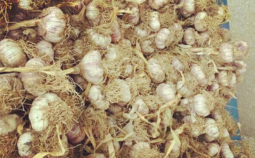 啥时候种洋葱最好 579b179e47871.jpg