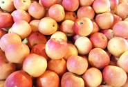 新農人返鄉創業，千畝果園年產百萬斤蘋果