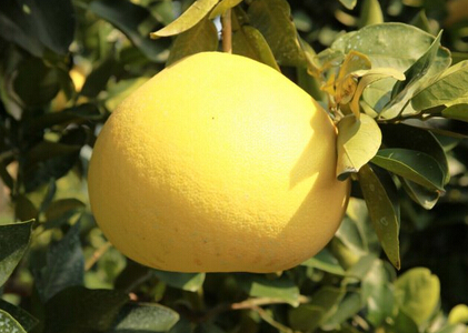 文旦价格多少钱一斤 文旦和柚子有区别吗 土流网