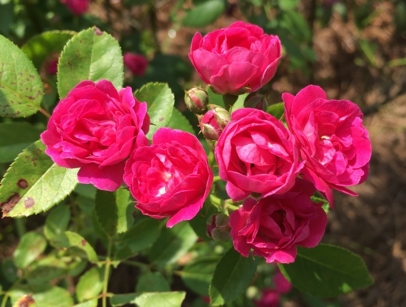 587ece76052e1.jpg