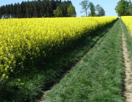 啥时候种小油菜 58a6bdf96a3c4.jpg