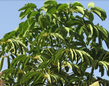 58c618b6328b7.jpg