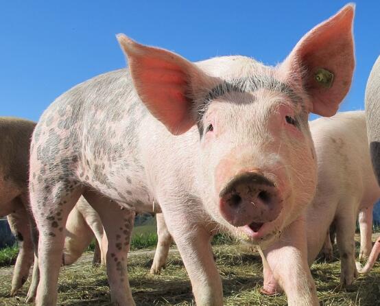 现在生猪多少钱 58d08cf5cb900.jpg