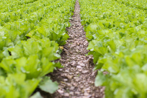 宅基地面积标准_贵州省人均宅基地面积(2)