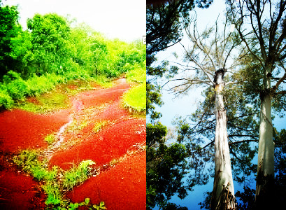 砖红壤分布在我国哪些地区适合种植什么