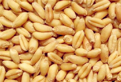 最新小麦价格是多少钱一斤 591512998641f.jpg