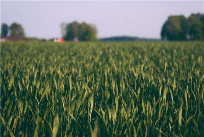 2019农业经济_2019年国家最新政策 这些农民有补贴,最高能领数万元