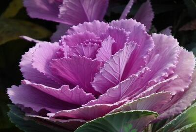 紫甘蓝(紫包菜)多少钱一斤?有什么营养价值?怎么做好吃?