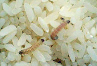 大米怎么样才能不长虫子 598194292d614.jpg