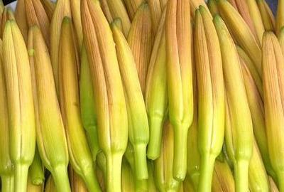 黄花菜又名健脑菜,忘忧草,金菜等,因具有健脑,抗衰老,并对记忆力减退