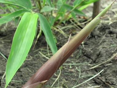 笋什么时候种合适 59892d0eb5766.jpg