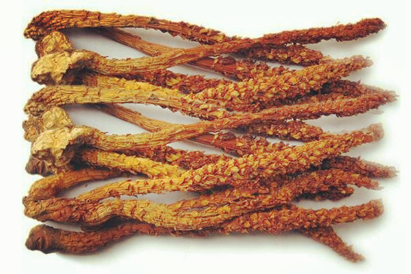 沙参图片及功效鲜沙参多少钱一斤 5993fe9100566.jpg