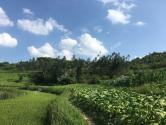 云南属于南方还是北方？有多少个县？土地面积是多少？适合种什么？