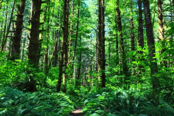 关于印发南川区完善集体林权制度实施方案的通知（南川府办发〔2017〕119号）