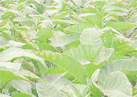 2019年经济作物啥价_2019种什么农作物最赚钱 有哪些比较好的项目