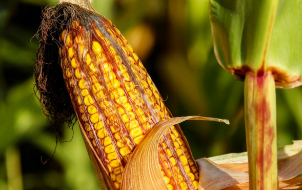 农安县2017年玉米、大豆生产者补贴实施办法