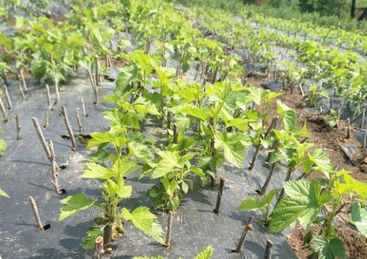四川种植什么最赚钱 四川种植什么最赚钱农村