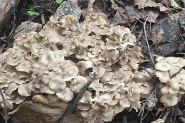 猪苓蘑菇图片_猪苓每平方米可收入