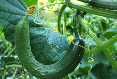 如何种植黄瓜的方法 5a56d11a38fda.jpg