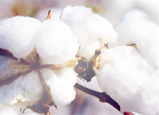 什么是棉花年度,什么是棉花年度产量