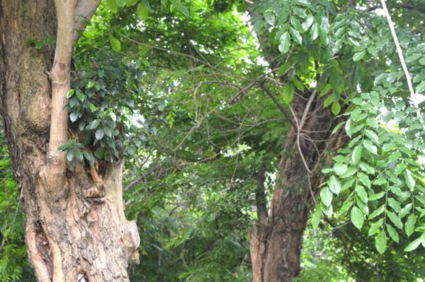 紫檀树长什么样子?苗价格多少钱一棵?怎么种养?