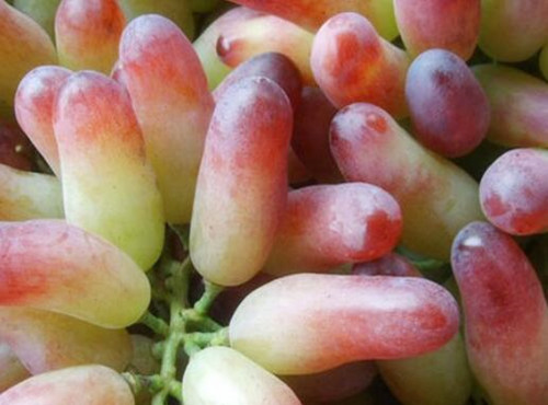 美人指葡萄多少钱一斤?是转基因食品吗?如何种植?有哪些功效及作用?