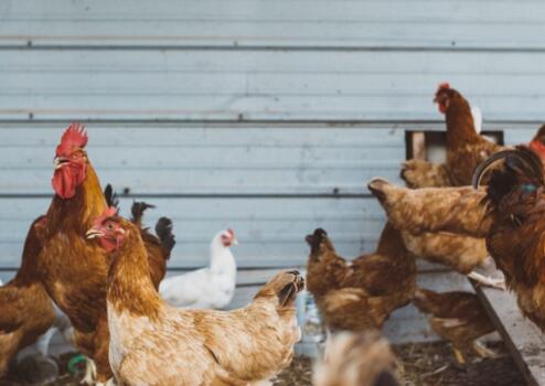 黄石市畜禽养殖废弃物资源化利用方案