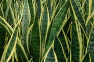 “除甲醛植物”虎皮兰养殖方法和注意事项有哪些？多久浇一次水？附：长高秘诀