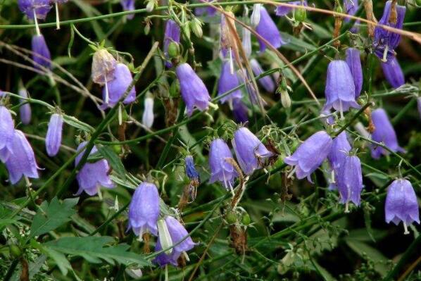 沙参什么时候挖合适 5a960cfdd4ca5.jpg