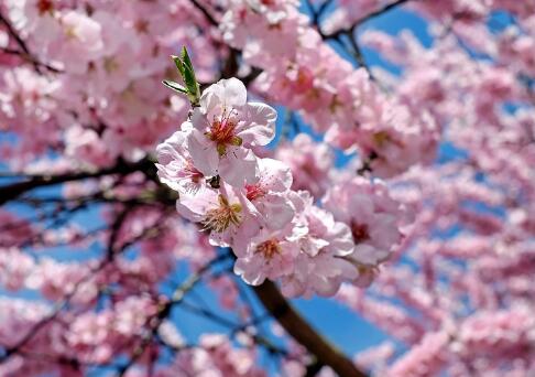 2018日本櫻花一般什麼時候開?櫻花節是幾月幾日?(附旅遊攻略)