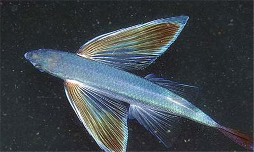 海里的飞鱼真的会飞吗它能不能食用有什么功效与作用